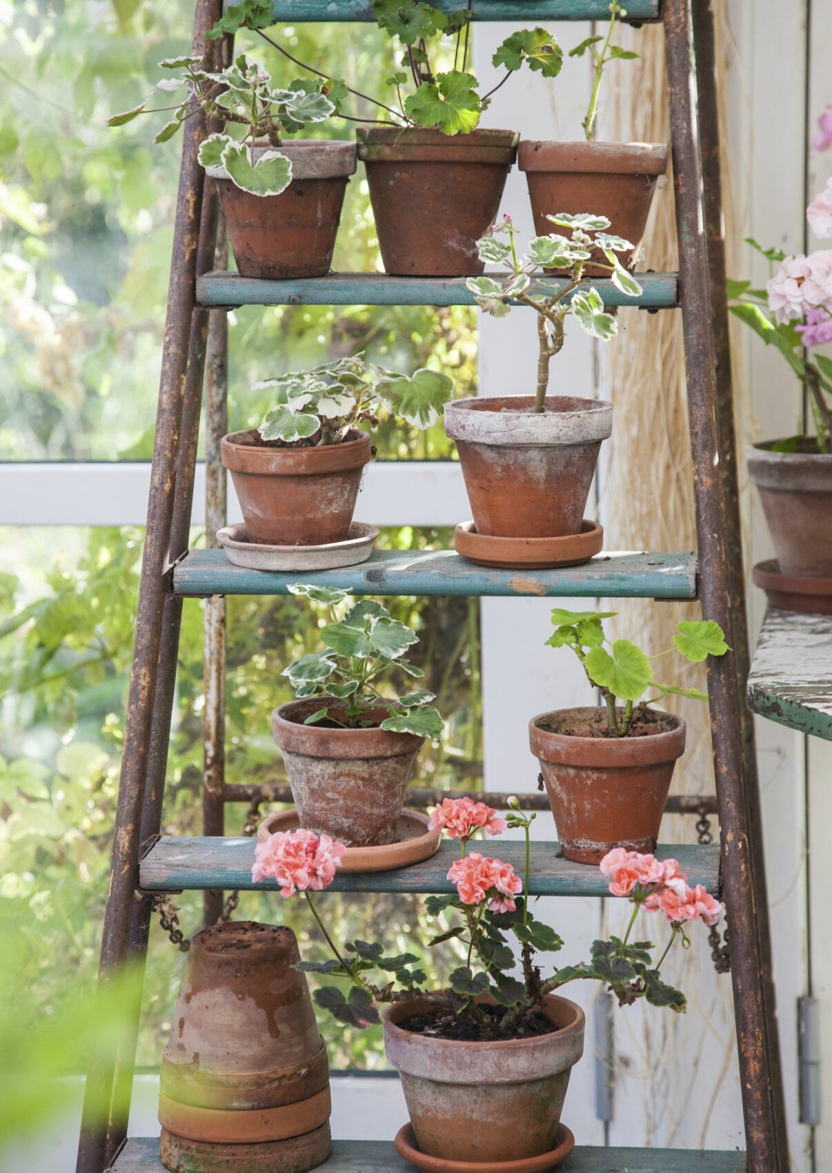 Sticklingar av pelargoner i nya krukor.