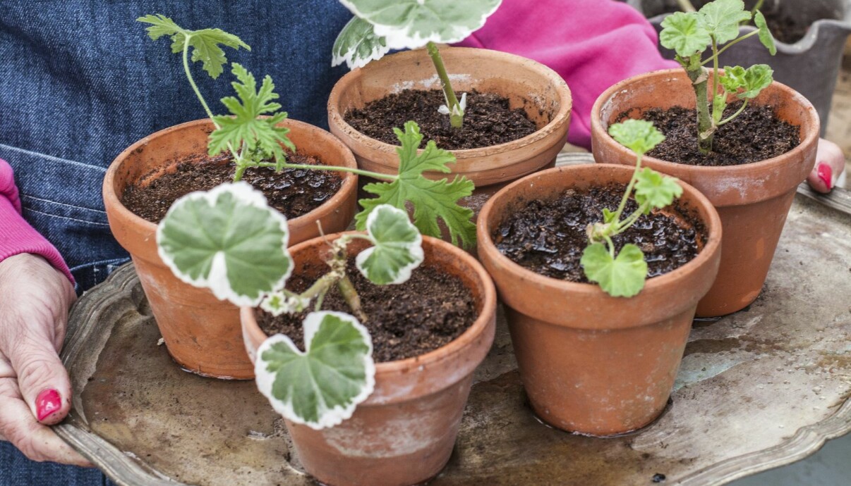 Planterade små pelargonsticklingar