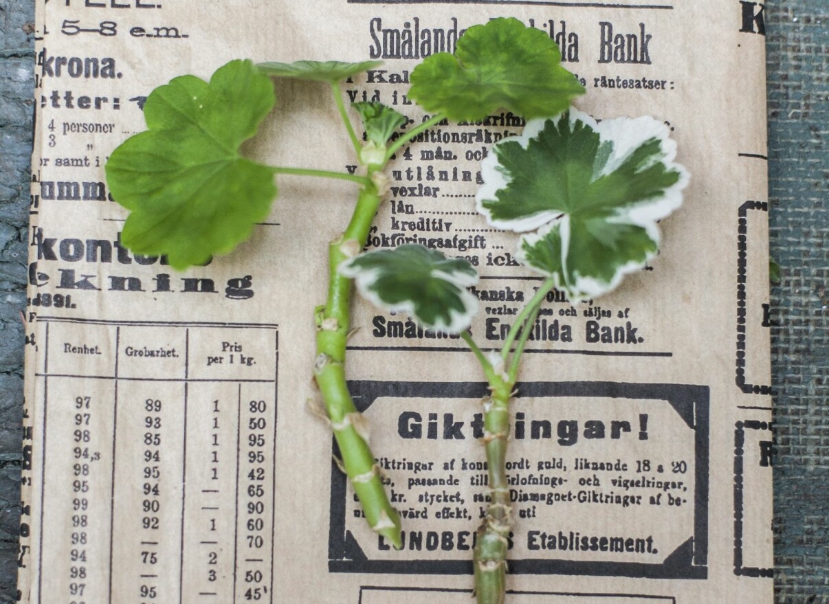 Pelargonsticklingar