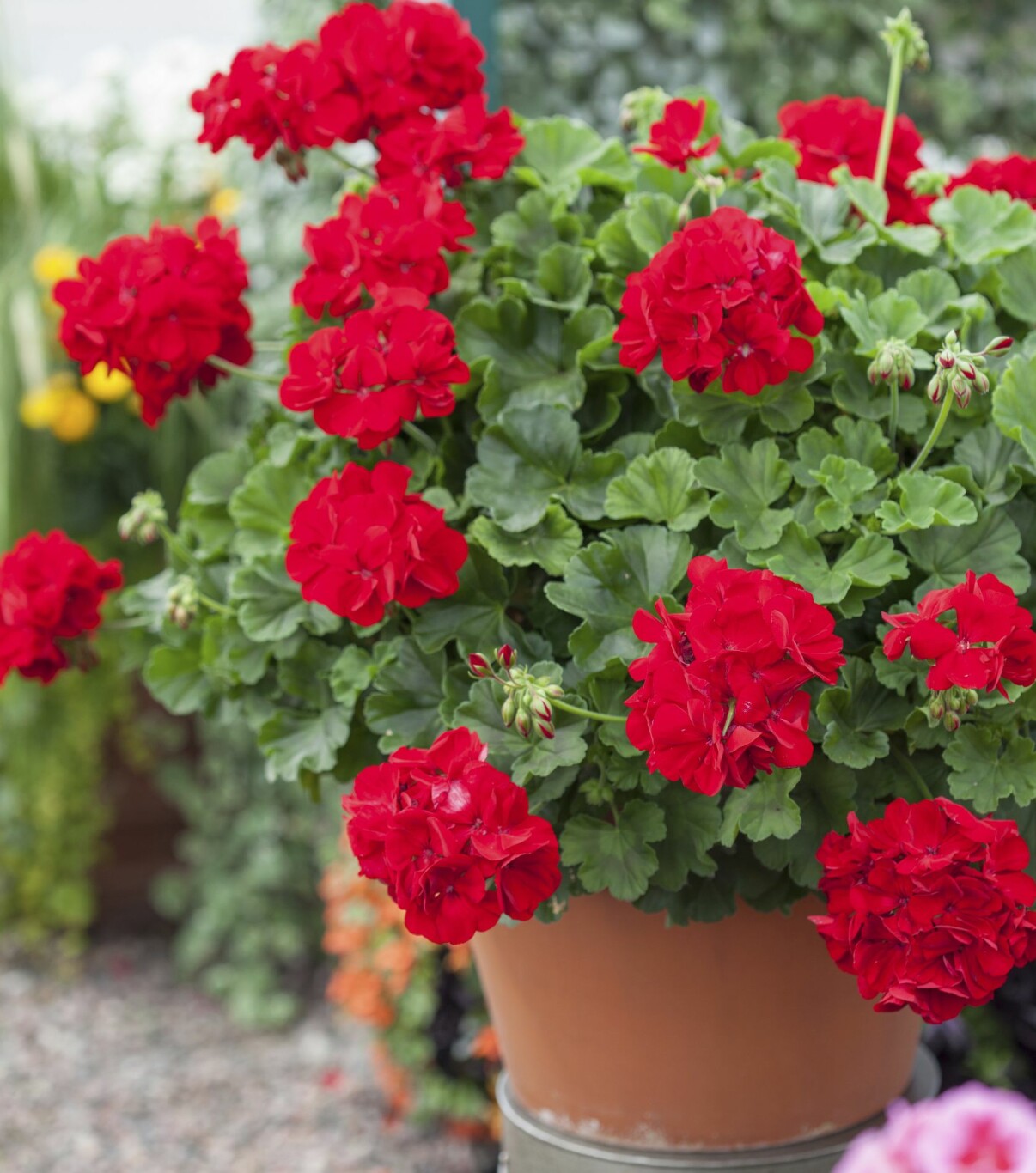 En pelargon kan bli riktigt stor och blomma hela sommaren om du övervintrar och sköter den rätt. Stor, rödblommig pelargon.