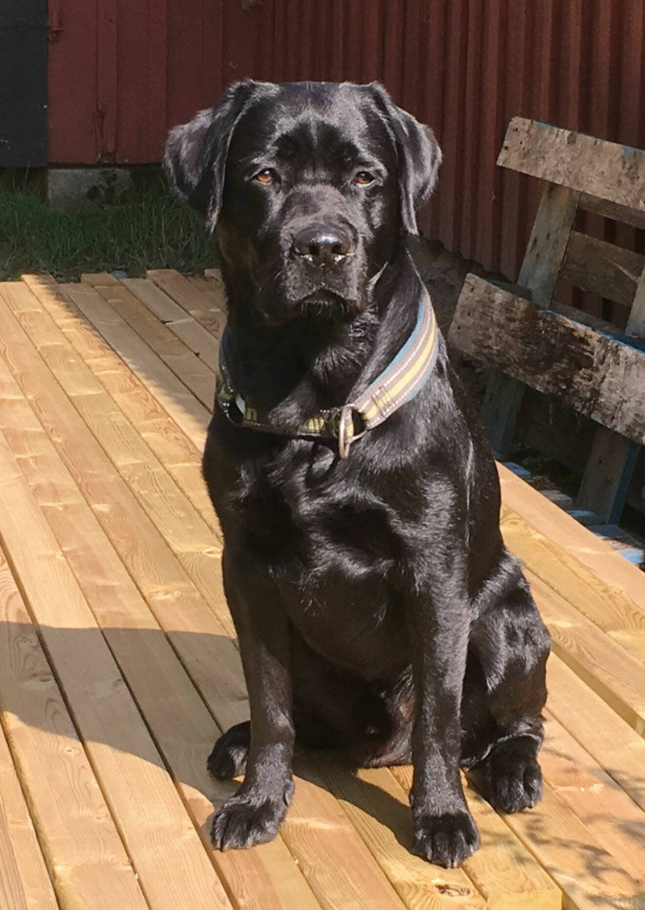 Vårdhunden Egon sitter på en altan i solen