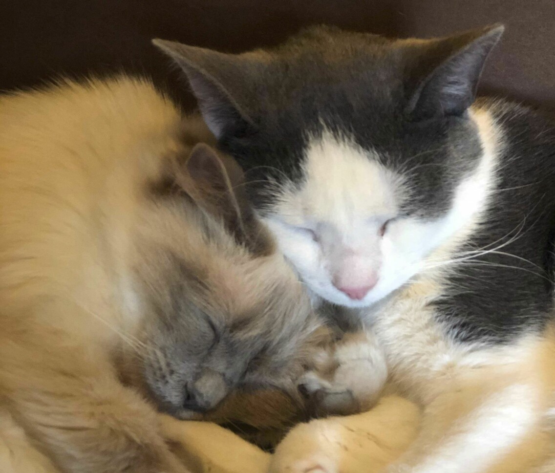 Katterna har sina egna sovplatser där de inte får väckas! Foto: Java Whiskers. Två sovande katter intill varandra.