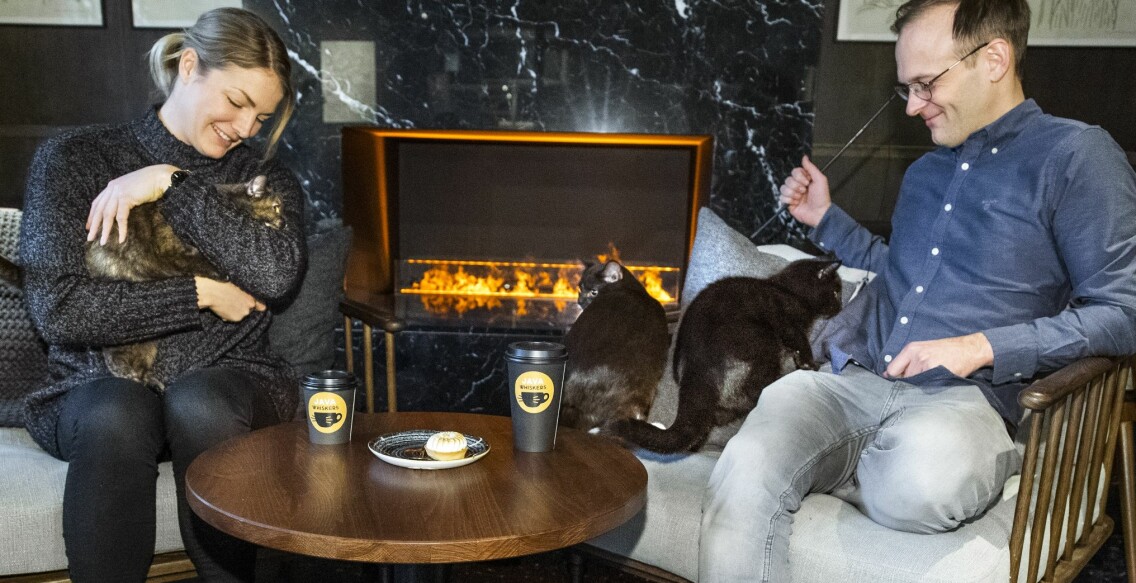 Även om det finns både kakor, smörgåsar och sallader att välja på hamnar oftast fikavalet i andra hand när en mjuk liten jamare vill dela stunden med dig!. Foto: TT Man och kvinna fikar med vars en katt. Tredje katt på bordet.