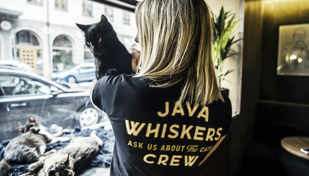 – Vi blir som ett skyltfönster till katthemmet och förhoppningsvis kan vi hjälpa människor att ta ett steg närmare att adoptera en katt, säger Kima Edell. <i>Foto: TT</i> Flicka håller upp svart katt i skyltfönstret.