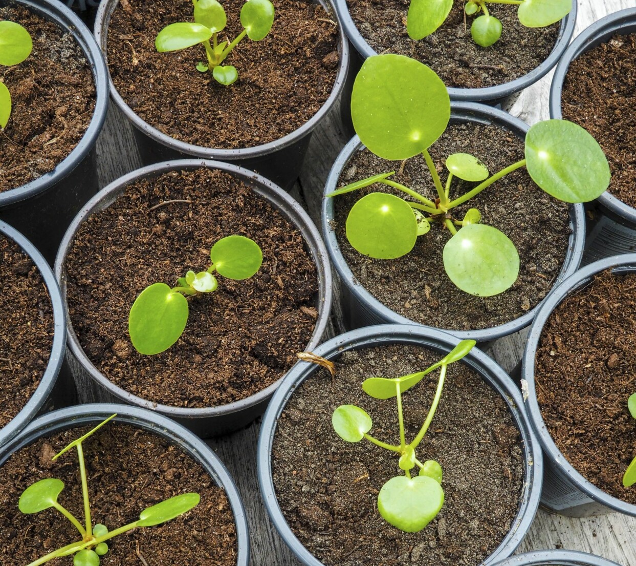 Allra tacksammast är det med växter som själv bildar småplantor, till exempel parasollpilea (elefantöra) som plötsligt kan ha ett gäng bebisar i krukan. Sticklingar av parasollpilea (elefantöra).