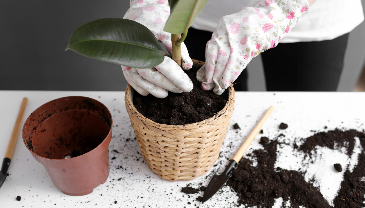Plantera om dina växter ungefär vartannat år. Foto: Shutterstock/TT En kvinna planterar om en krukväxt.