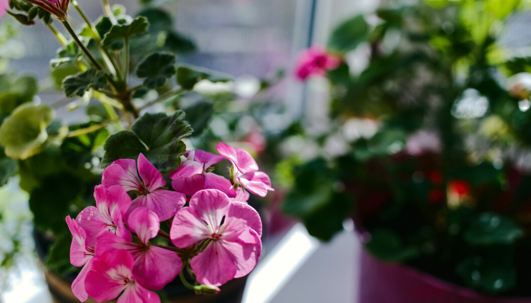 Pelargoner är härliga blommor som piggar upp ett helt rum. Foto: Shutterstock/TT
