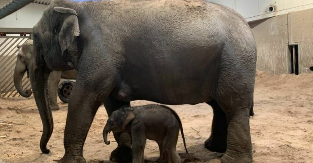 Elefantmamman Bua och hennes nyfödda kalv.
