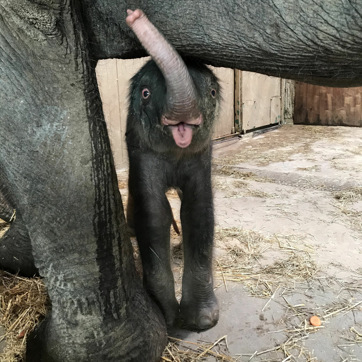 Den lilla elefantkalven uppges må bra. Foto: Kolmårdens djurpark Nyfödd elefant gosar med sin mamma på Kålmårdens djurpark.