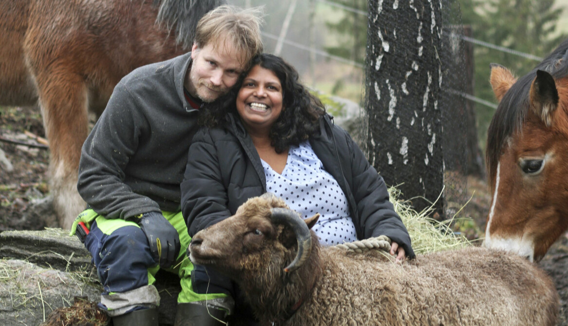 Gårdens får bidrar med ull till änglarna. Foto: Susanne Stamming Får och hästar på en gård.