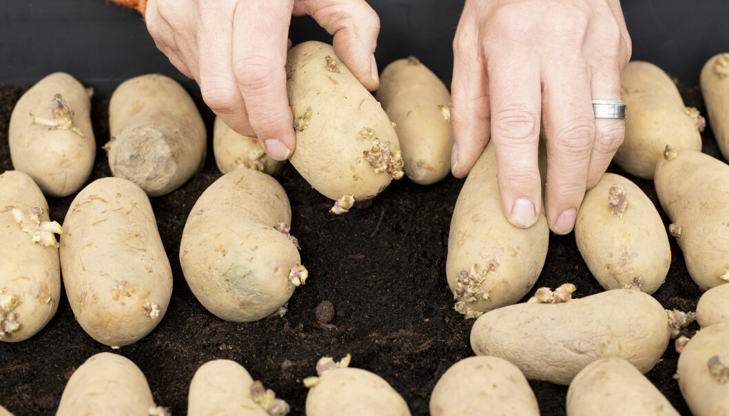 För att få potatis tidigt kan du förodla – då måste du trycka ner dem lätt i jorden.