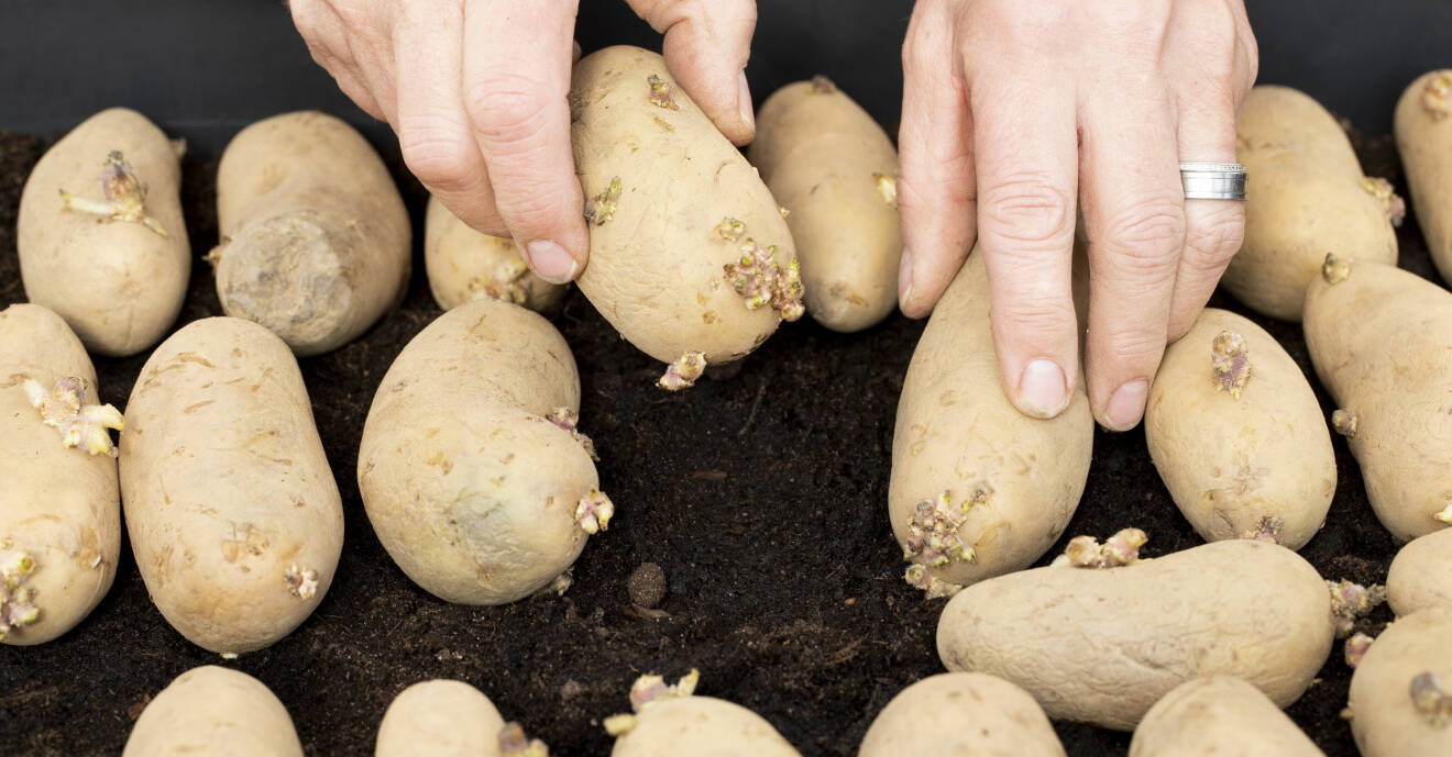 För att få potatis tidigt kan du förodla – då måste du trycka ner dem lätt i jorden.