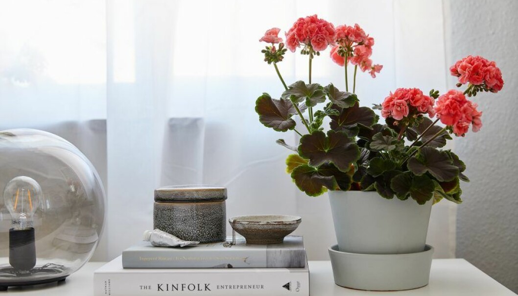 2019 års vinnare av Årets pelargon: Chokladpelargoner från Brocade-serien