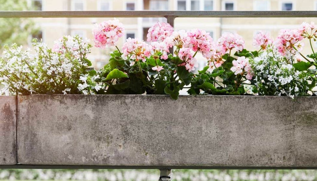 2018 års vinnare av Årets pelargon: Picotee pink