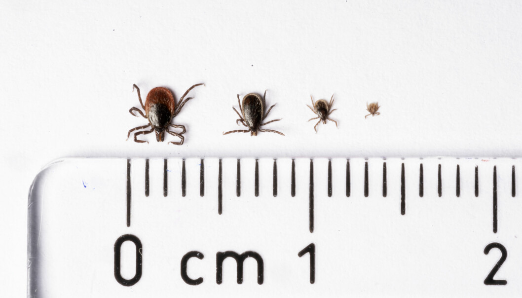 Fästingens olika stadier, från vänster: En fullvuxen hona, en fullvuxen hane, en nymf och en larv. Foto: TT Fyra fästingar vid en linjal som visar hur stora de är olika livsstadier.