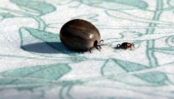 En fästing som ätit sig riktig mätt kan vara en skräckinjagande syn… Foto: Jan Collsiöö/TT Två fästingar på en duk.