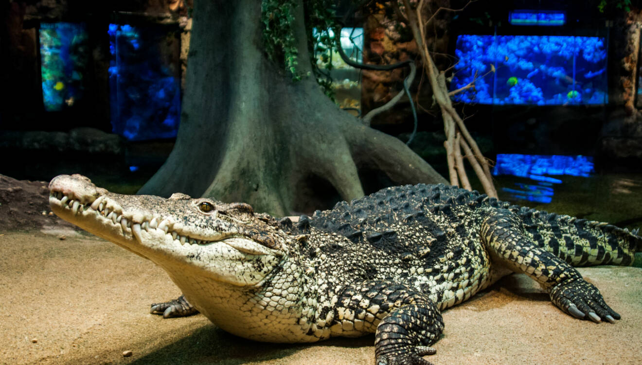 Krokodilen Castros barnbarn på Skansen-Akvariet