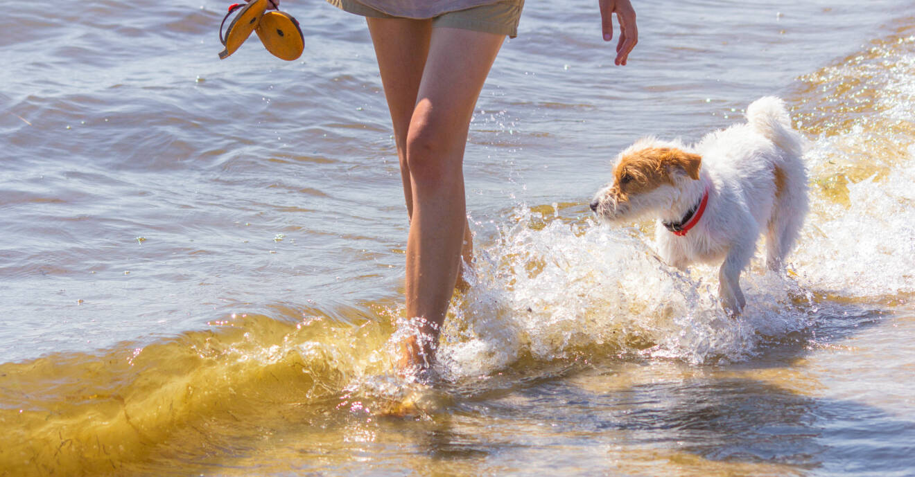 Undvik vatten med alger, hunden kan bli förgiftad.