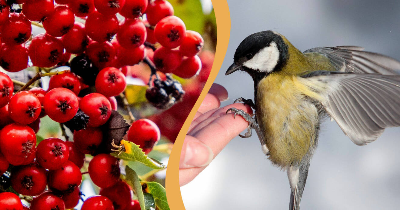 Rönnbär och en fågel i kombination då de båda är en del av olika ordspråk och uttryck.