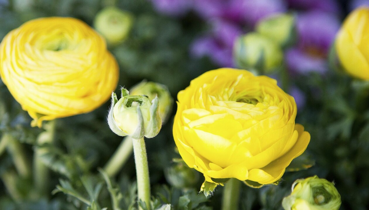 Ranunklerna lyser
som små vårsolar! Foto: Therése A. Svensson Gula ranunkler från Lotties blomsterbil.