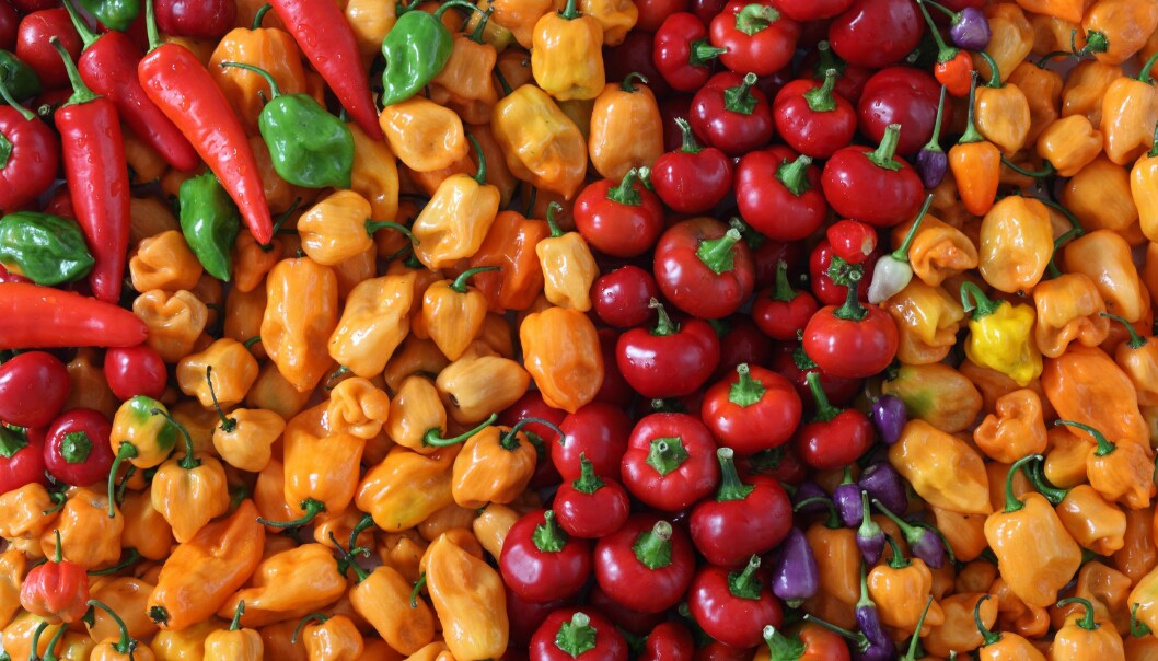 Paprika och chili går alldeles utmärkt att odla på balkong.