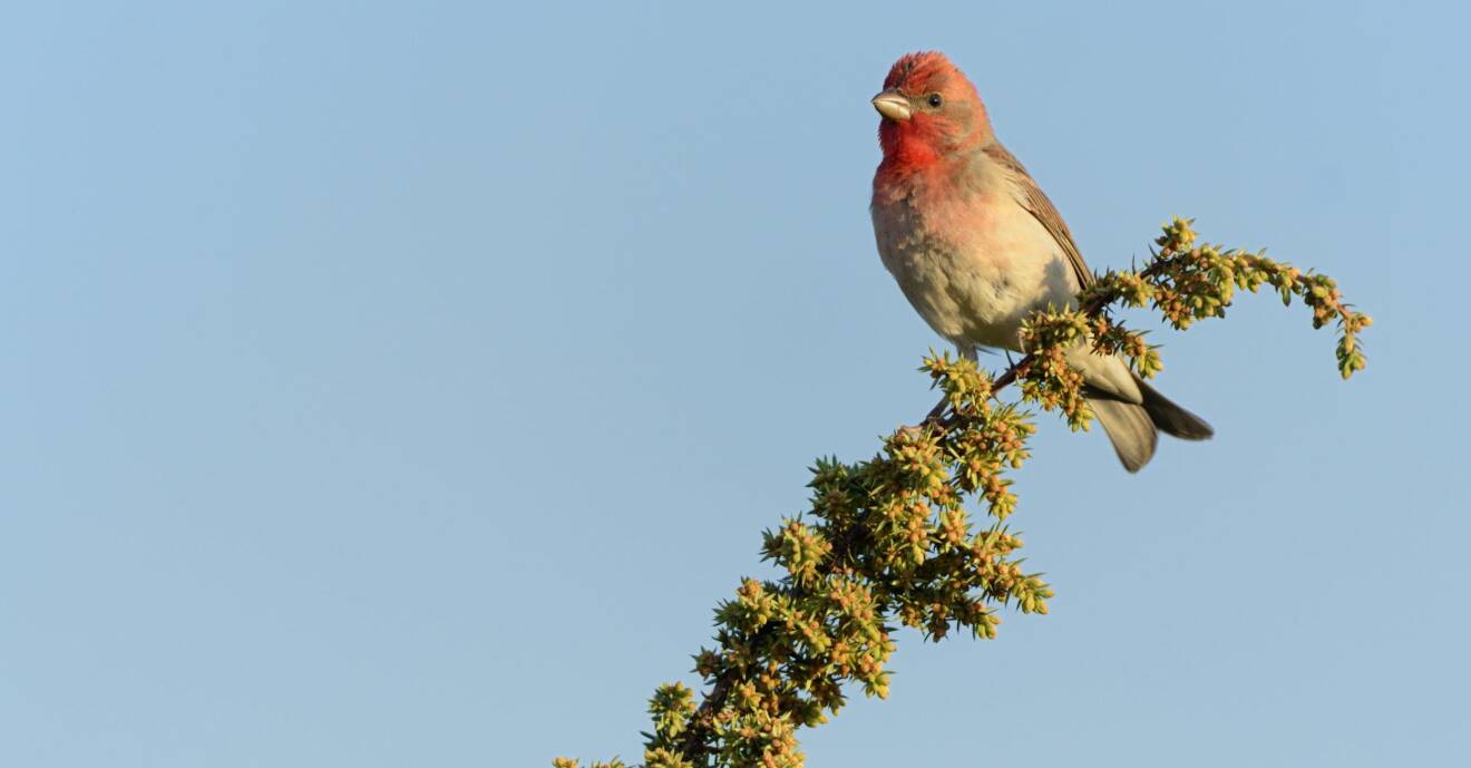 En rosenfink med klart rött huvud sitter på en enbärsgren.