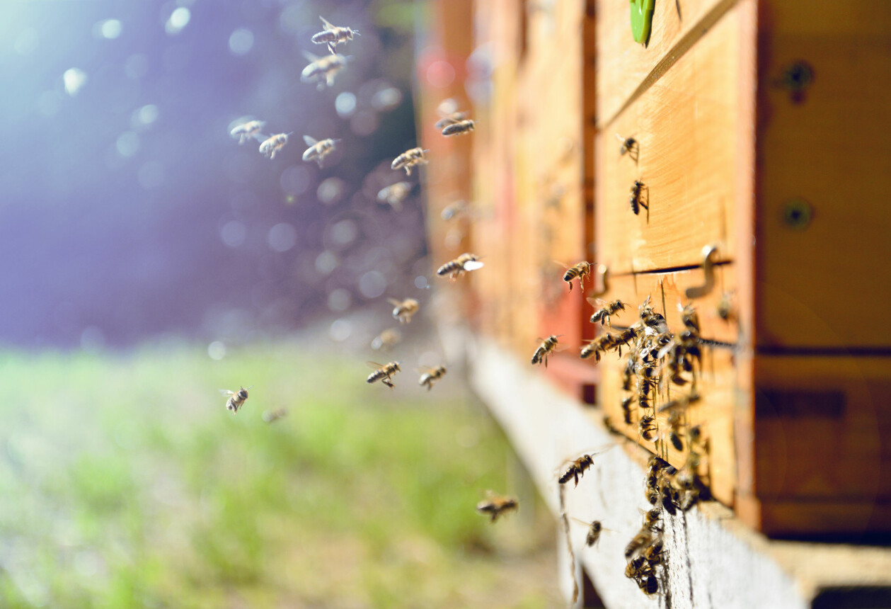 <i>Foto: TT/Shutterstock</i> Bin vid en biodling.