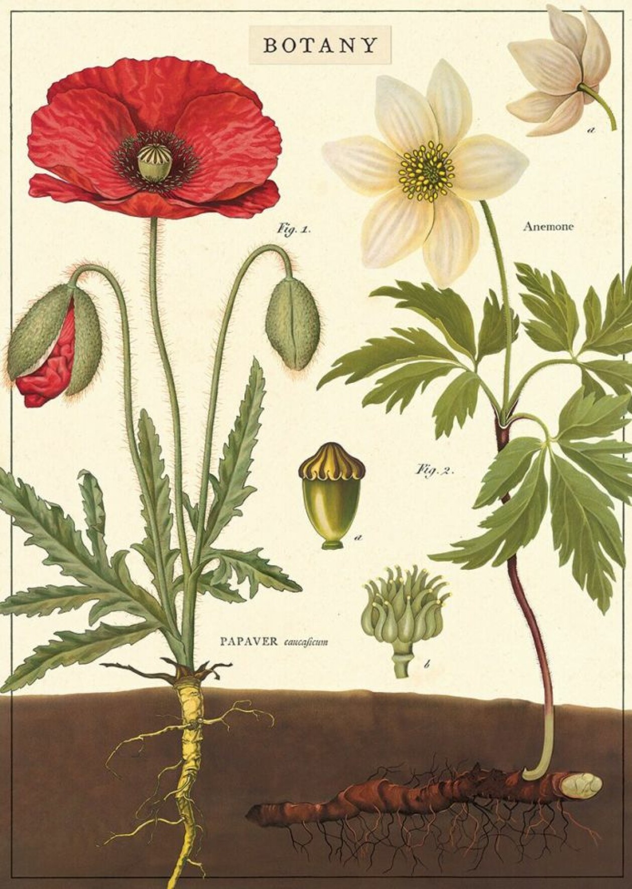 Poster med blommor, från Reforma