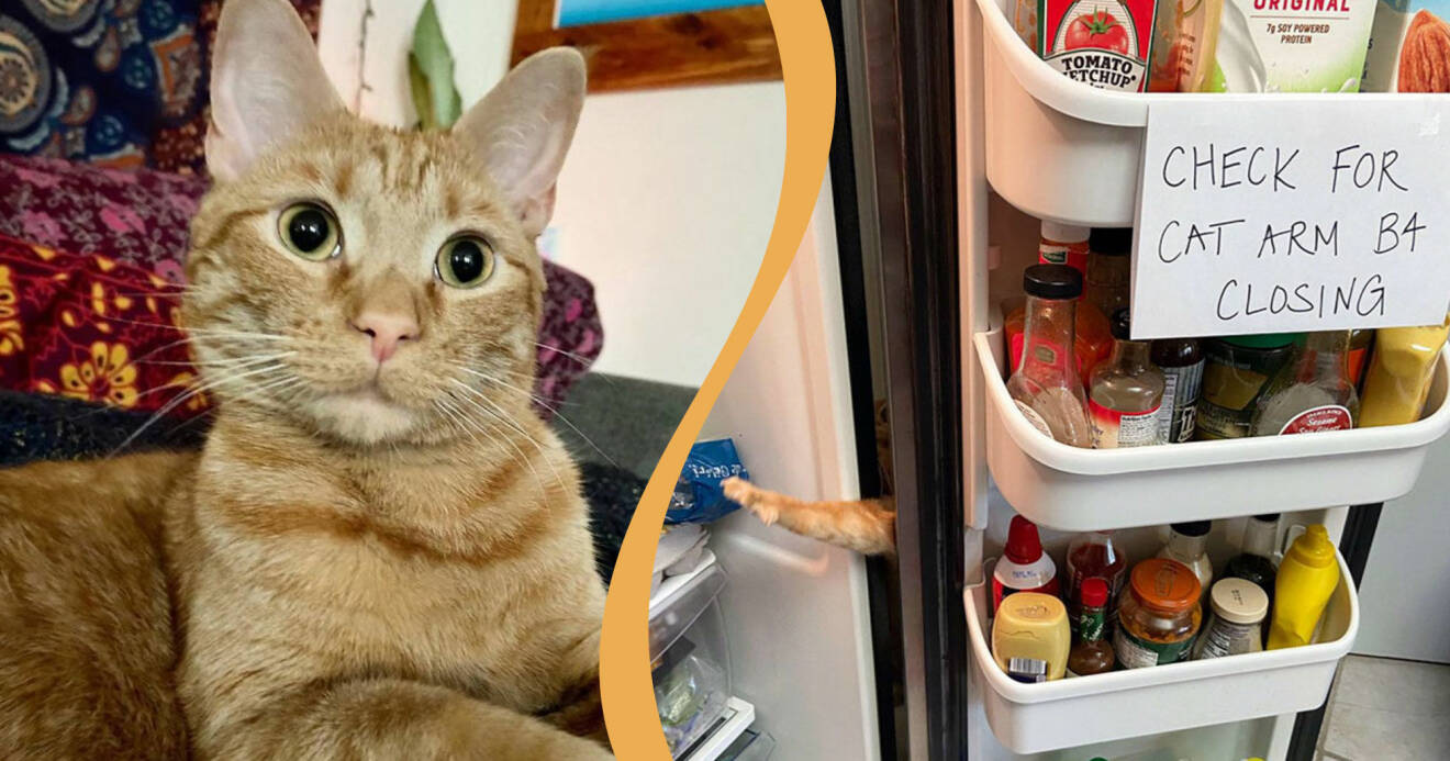 Katten Carrot försöker sticka in ena frambenet i kylskåpet.