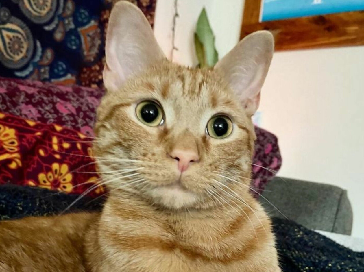 Katten Carrot. Foto: Boredpanda Katten Carrot.
