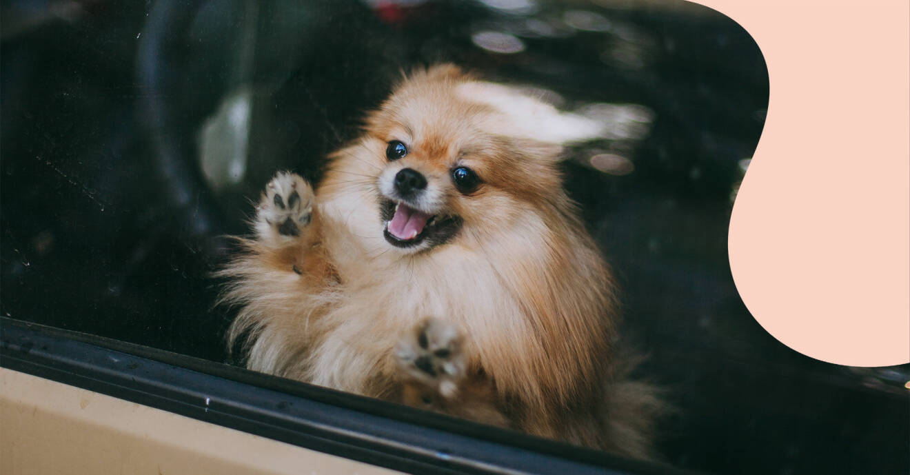 En hund inne i en bil hoppar mot rutan.