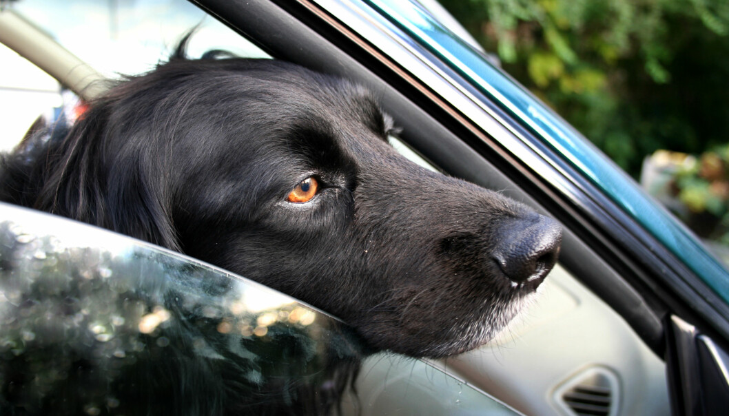 Lämna aldrig en hund ensam i bilen någon längre stund. En hund tittar ut genom ett öppet bilfönster.