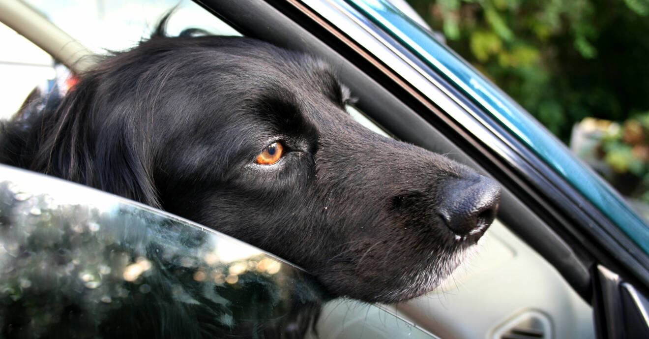 En hund tittar ut genom ett öppet bilfönster.