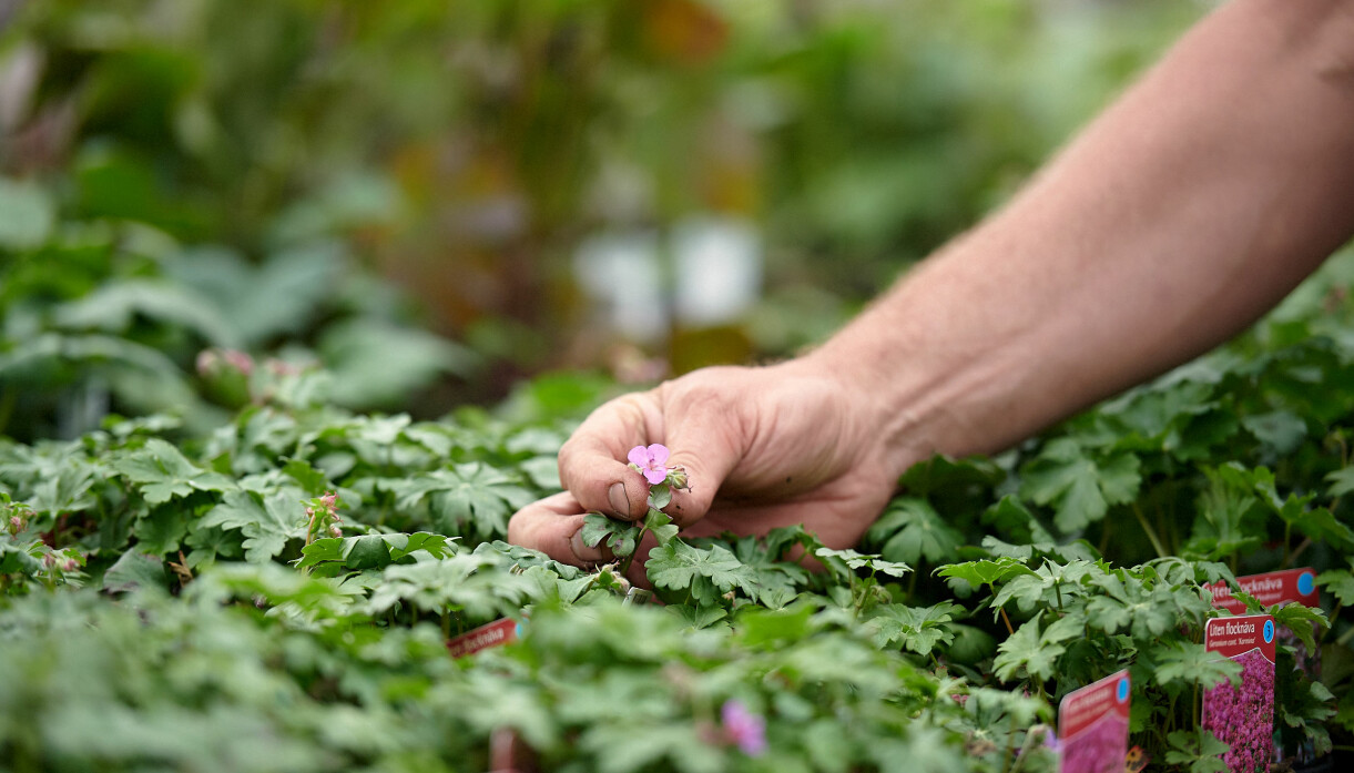 Foto: Charlotte T Strömwall John Taylor inspekterar knoppar och blommor på plantskolan.