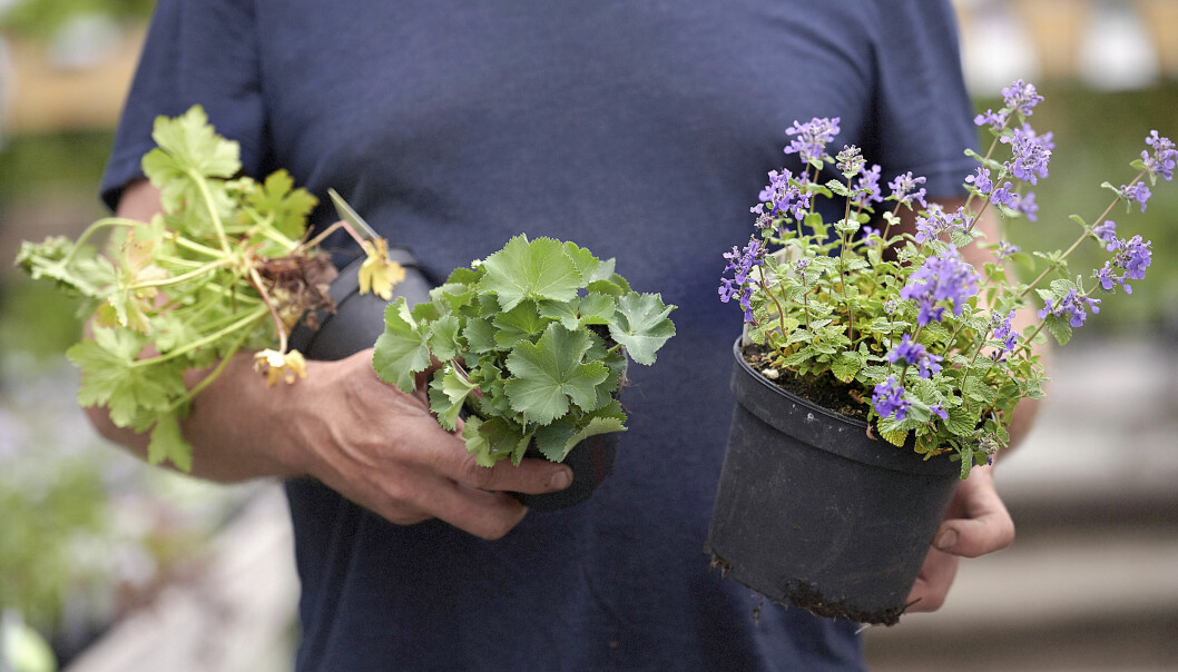Budgetperenner. Flocknäva, jättedaggkåpa och bergnepeta. Foto: Charlotte T Strömwall John Taylor med tre budgetperenner.