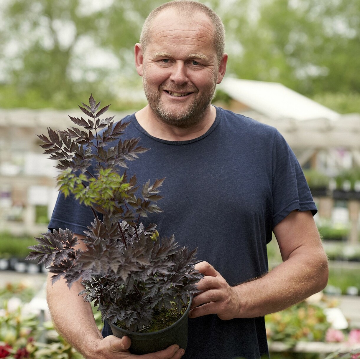 Snyggast. Höstsilverax – en favorit i sensommarrabatten! Foto: Charlotte T Strömwall John Taylor tipsar om Höstsilverax