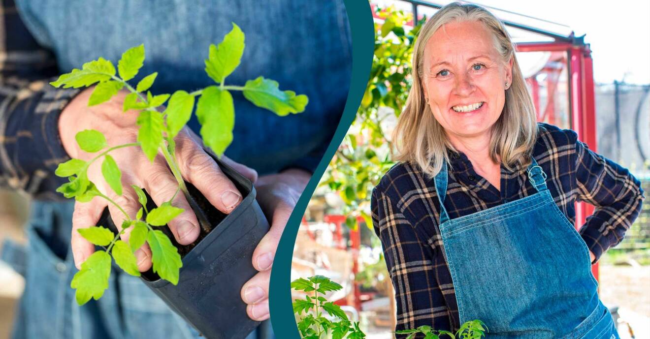 Delad bild. Till vänster: Anni Jähde trycker på en tomatplanta som ska planteras om. Till höger: Anni Jähde.