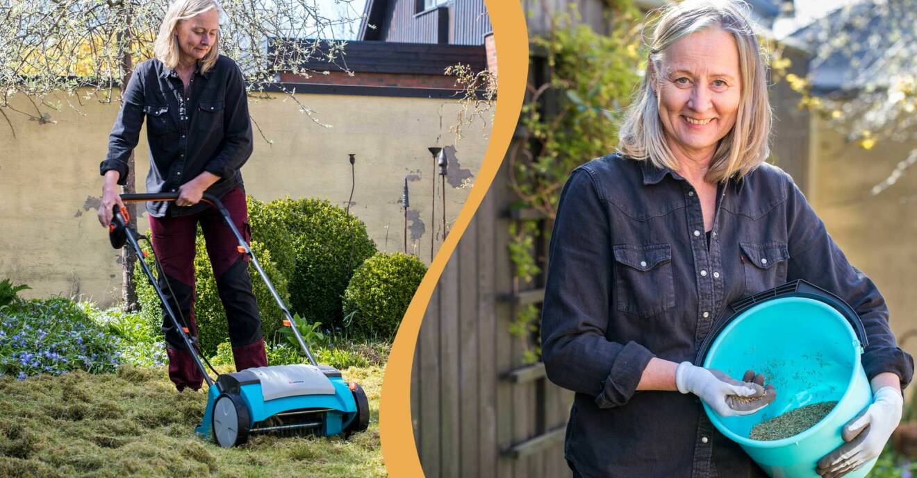 Anni Jähde visar hur du förbereder gräsmattan med att klippa och så den.