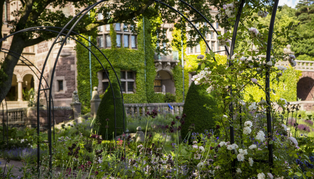Tjolöholms slottsträdgård. Foto: Will Rose Tjolöholms slottsväggar täcks av en tjock murgröna, och vita rosor klättrar längs med metallbågar som bildar ett promenadstråk.