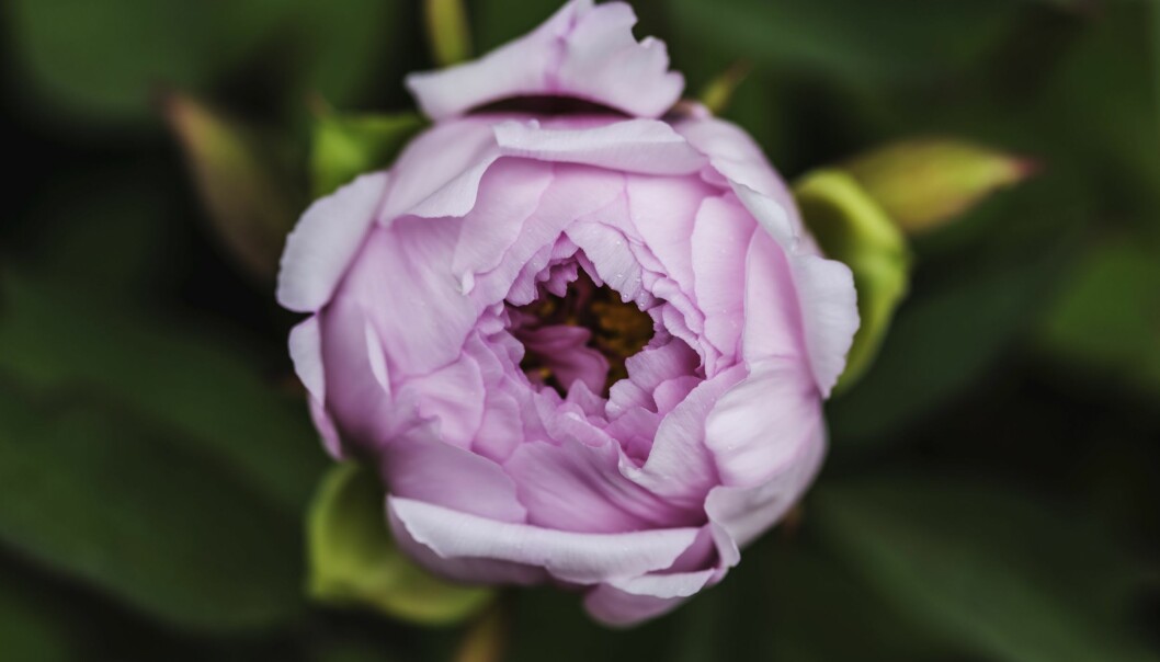 Visby botaniska trädgård : Foto: Helena Larsson/TT En rosa pion precis innan den slår ut, i Visbys botaniska trädgård.