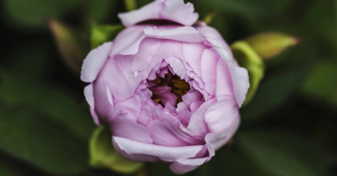 En rosa pion precis innan den slår ut, i Visbys botaniska trädgård.