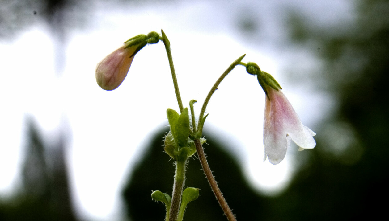 Linnaea borealis i Göteborgs botaniska trädgårdar. Foto: Adam Ihse / TT Två Linneablommor, en knopp och en utslagen mot en suddig trädgårdsbakgrund.