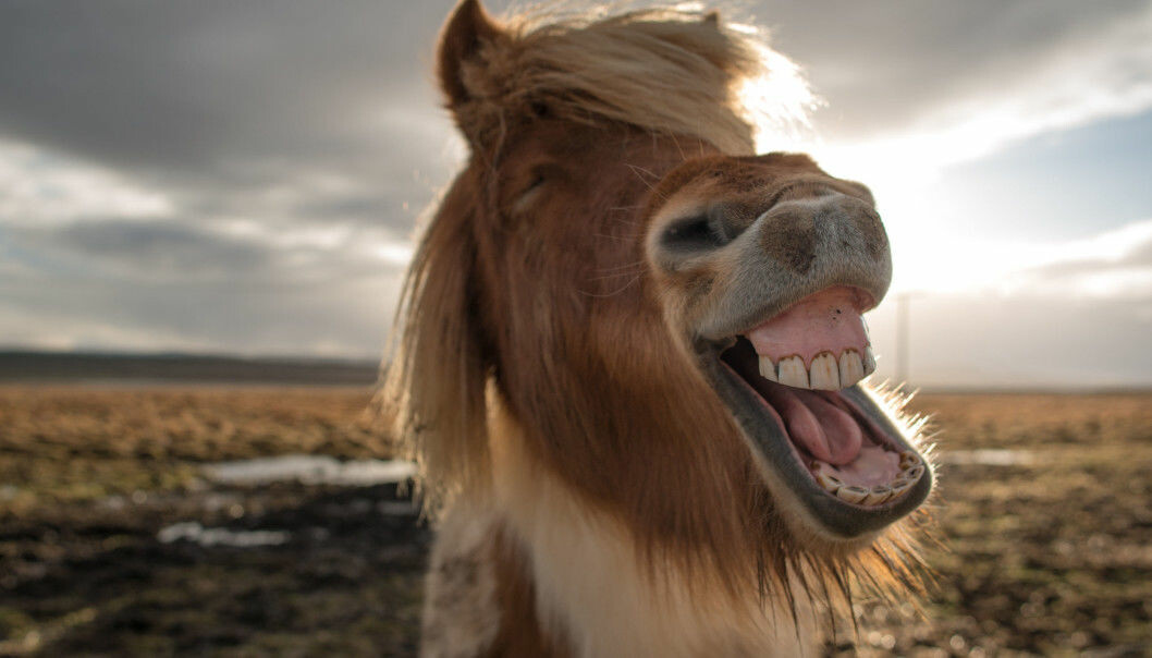 Foto: Shutterstock/TT En glad islandshäst.
