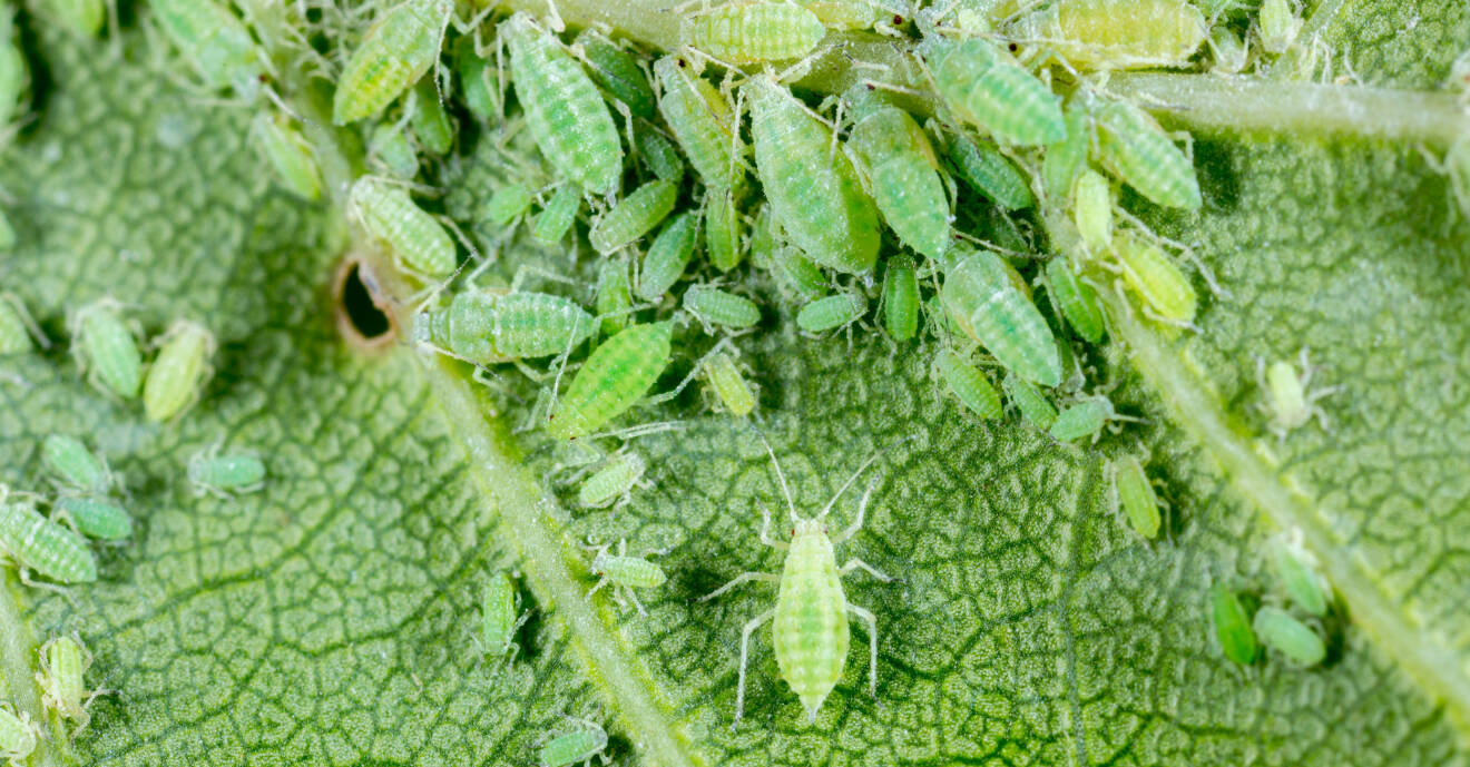 Gröna bladlöss på undersidan av ett blad.