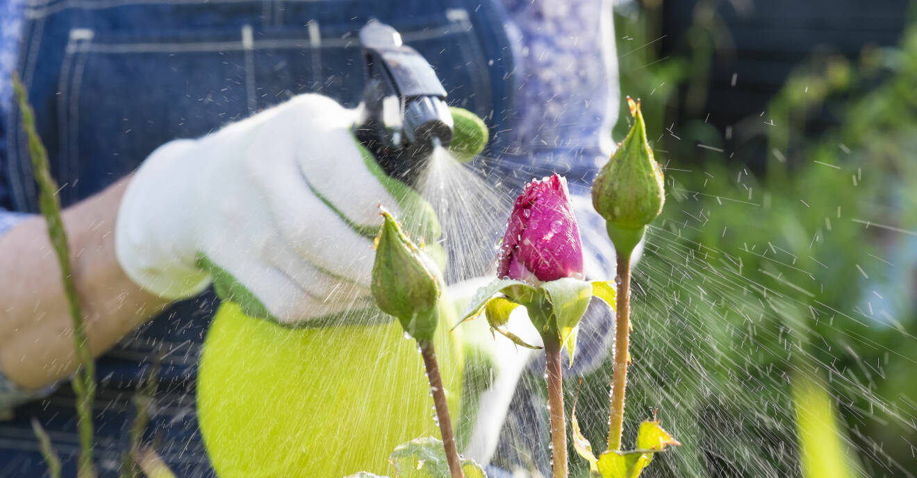 En kvinna sprutar vatten på en ros i trädgården.