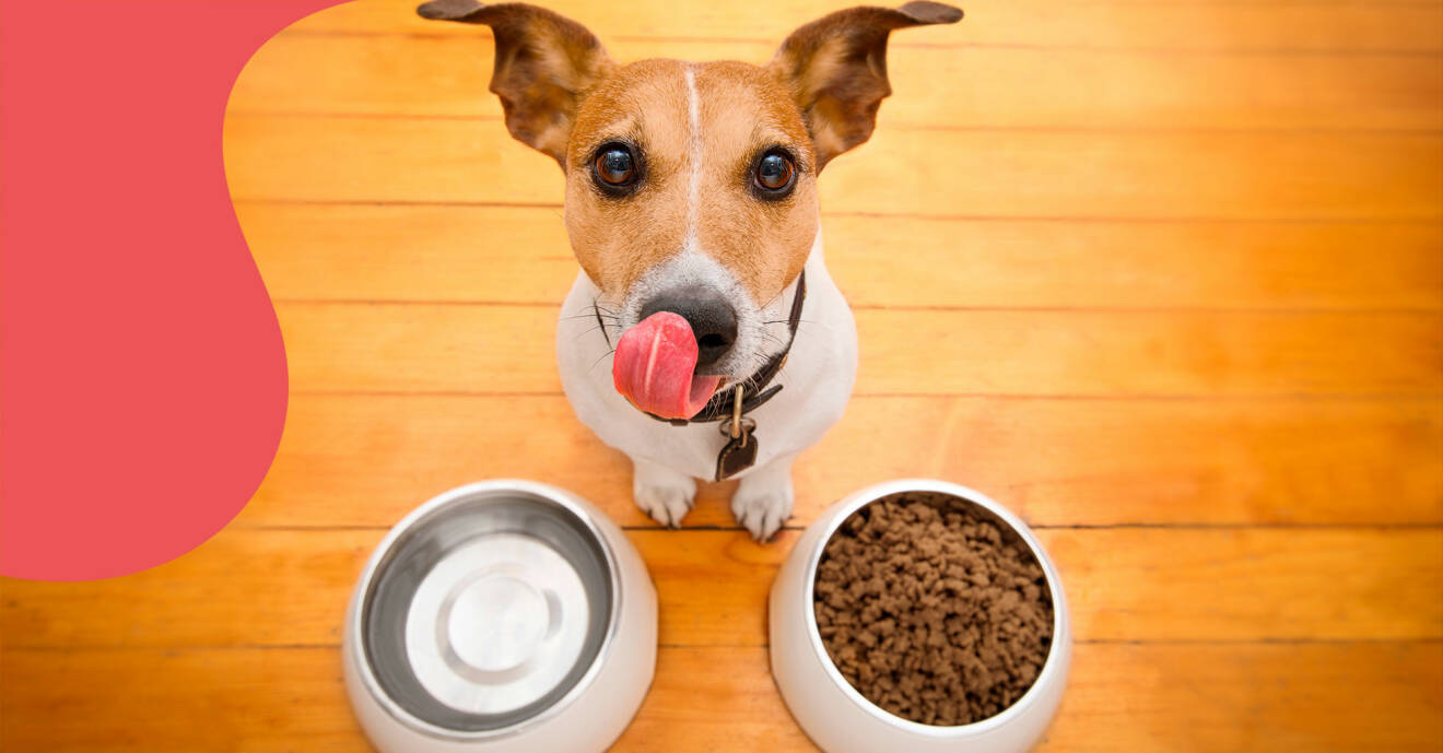En hund med sin mat tittar upp och slickar sig runt munnen.