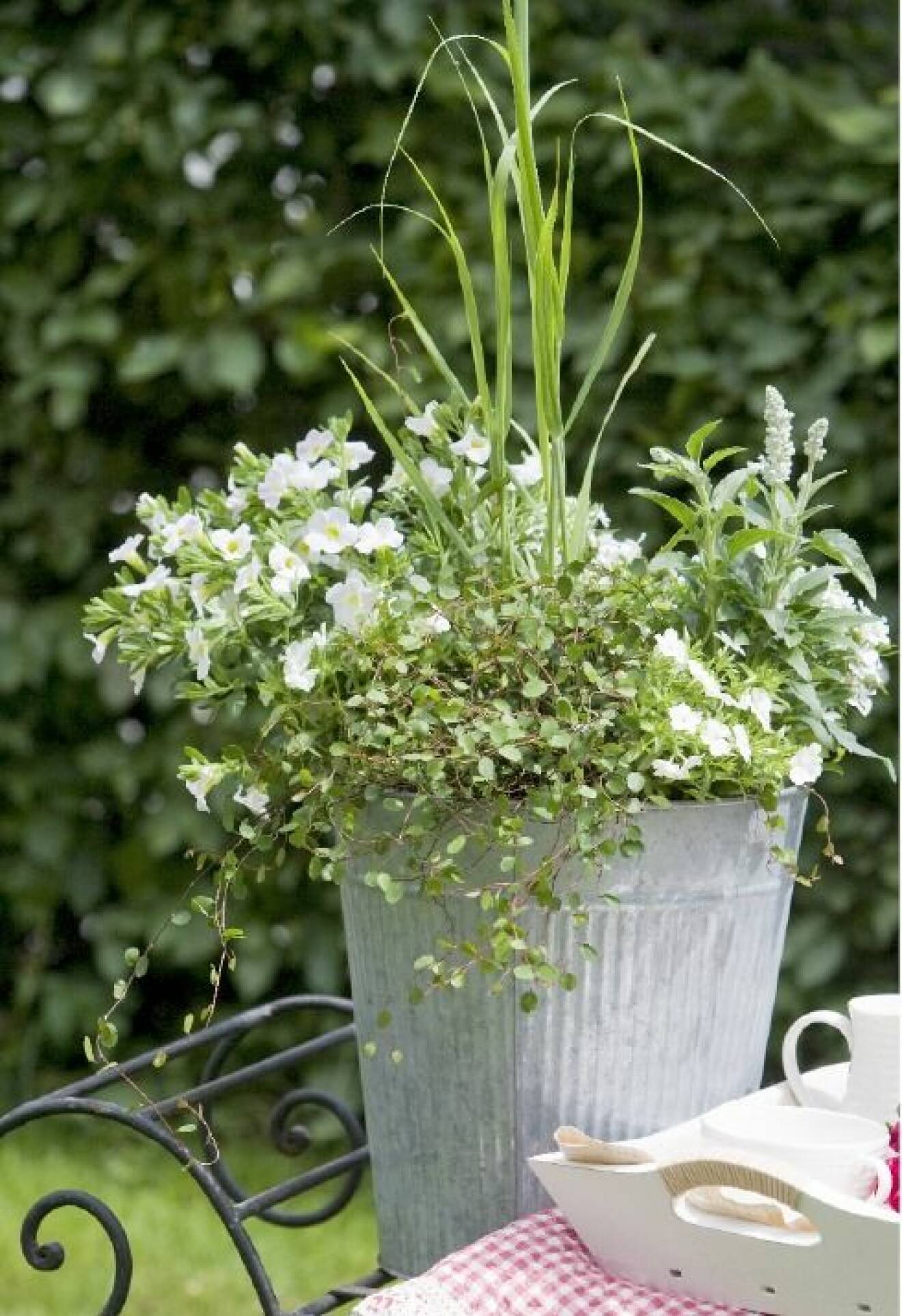 Prydnadsgräs i kombination med vita blommor i en kruka