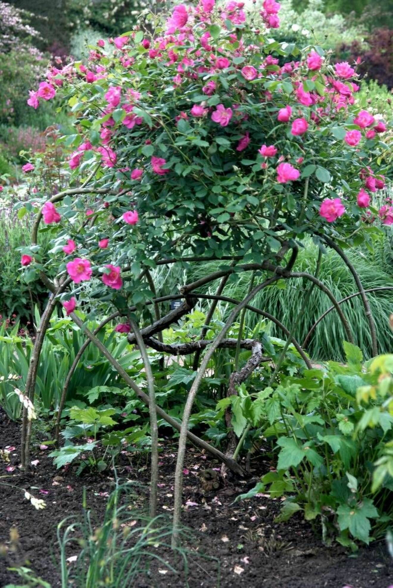 En knotig rosenbuske bärs upp av pinnar som stuckits ner som bågar i jorden.