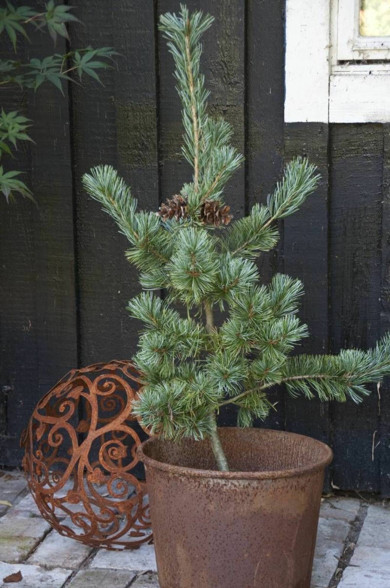 Silvertall Pinus Parviflora, Shirobana är charmig i kruka.