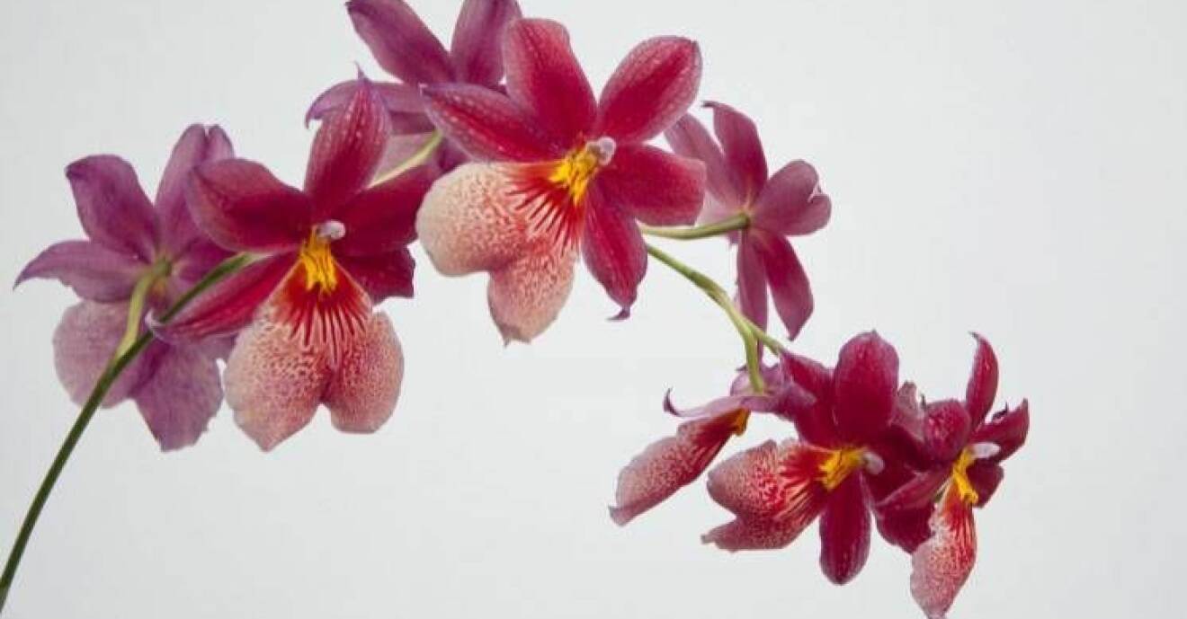 Så här får du dina orkidéer att vakna till liv igen.